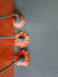 Close-up of orange flower against wall