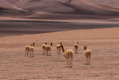 Guanacos on landscape