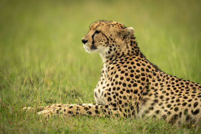Cheetah lies on short grass facing left