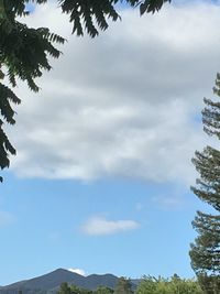 Low angle view of trees against sky