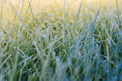 Close-up of wheat growing on field