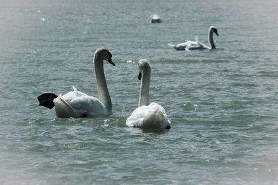 Swans swimming in lake