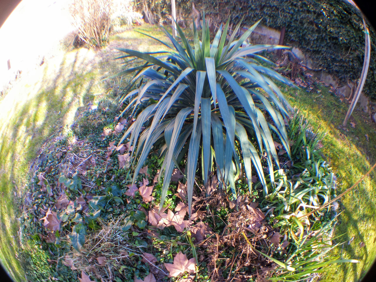 VIEW OF PALM TREES