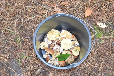 Collection of forest edible mushrooms