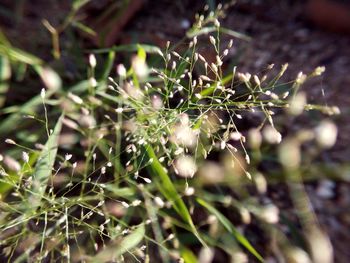 Close-up of plants