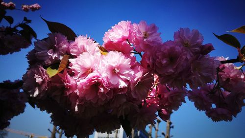 Low angle view of pink flowering plant against clear sky