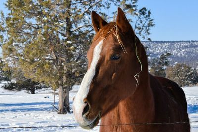 Horse in a winter