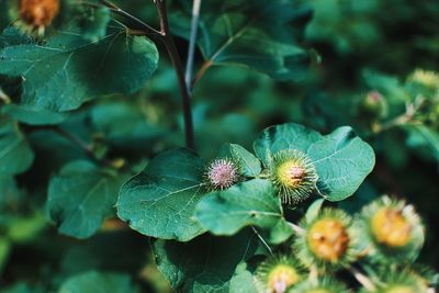 Close-up of flowering plant