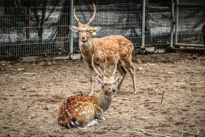 Deer in a zoo