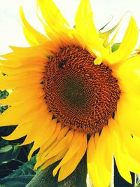 Close-up of sunflower