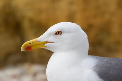 Close-up of seagull