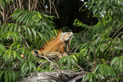 Lizard on a land