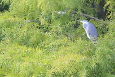 Bird perching on a field