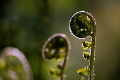 Close-up of wet plant