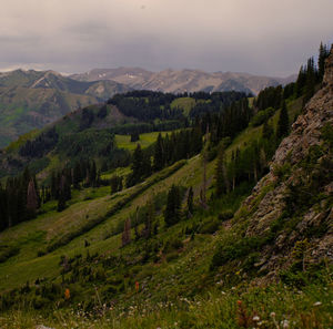 Rocky mountais trail