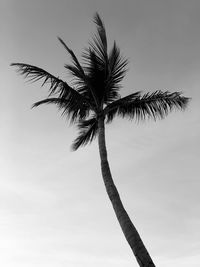 Low angle view of palm tree against sky