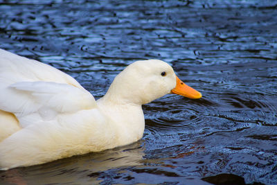 Duck swimming in water