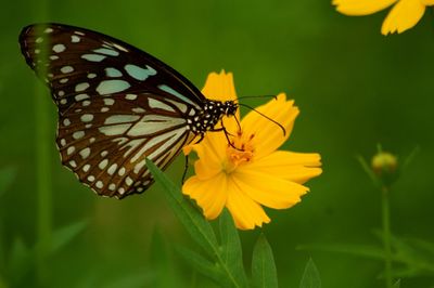 Close-up of butterfly pollinating on yellow flower