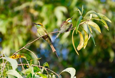 Close-up of bird perching on a plant