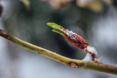 Close-up of plant in snow