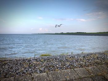 Seagulls flying over sea against sky