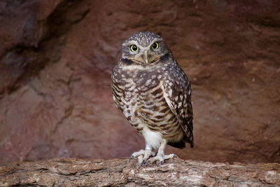 Close-up portrait of owl perching on stone