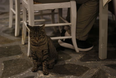 Cat sitting on chair at footpath