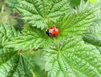 Close-up of ladybug on leaf