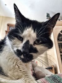 Close-up portrait of cat at home