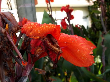 Close-up of red flower