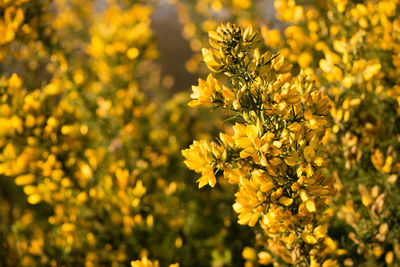 Close up of yellow flowers