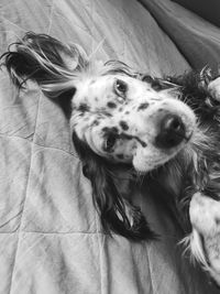 Close-up portrait of dog relaxing on bed at home