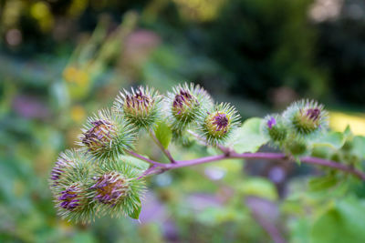 Close-up of flowering plant