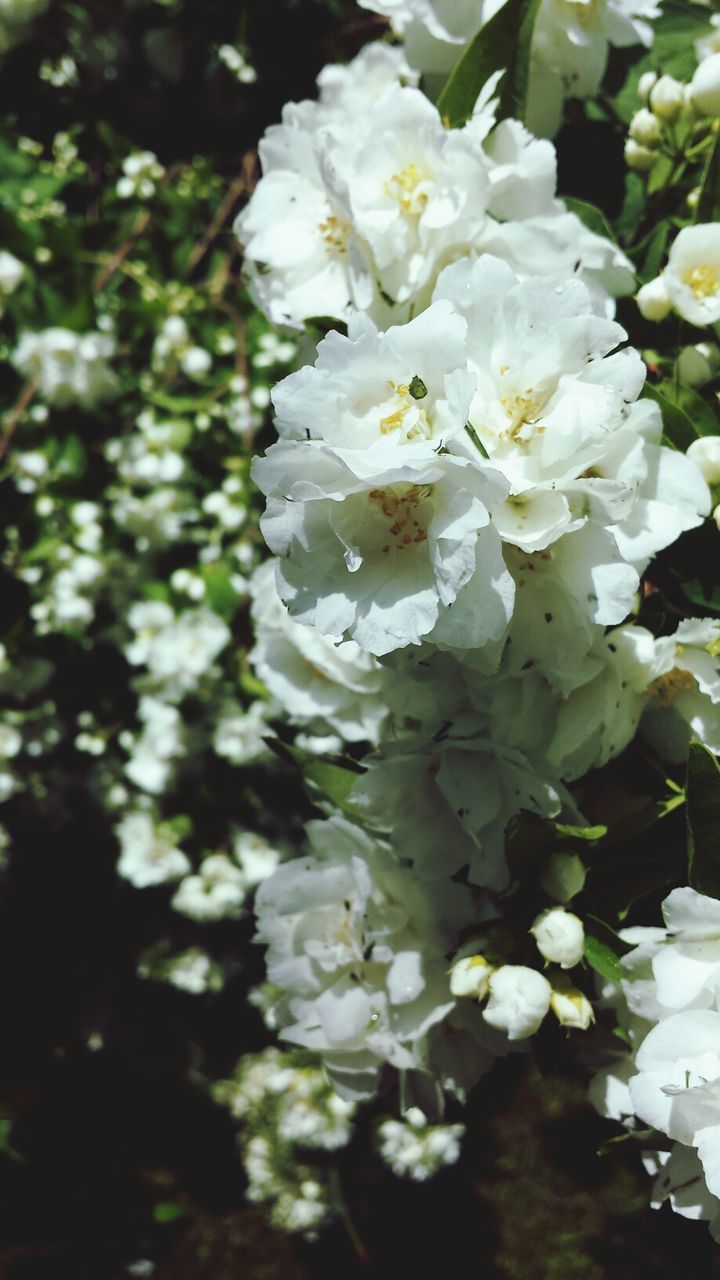 flower, freshness, white color, growth, fragility, petal, beauty in nature, flower head, nature, blooming, focus on foreground, close-up, in bloom, blossom, tree, white, plant, park - man made space, outdoors, day