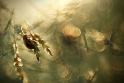 Close-up of insect on white flowering plant