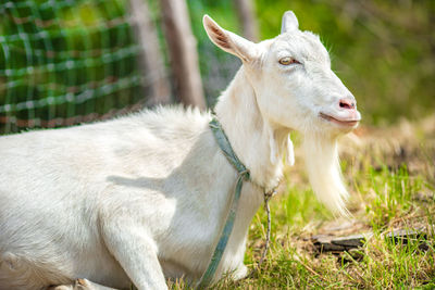 Close-up of a goat on a field