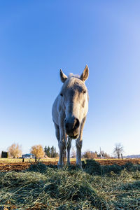 View of a horse on field