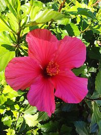 Close-up of pink hibiscus blooming outdoors