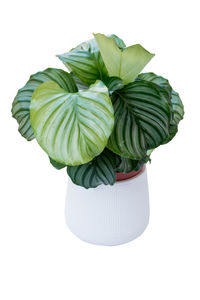 High angle view of leaves against white background