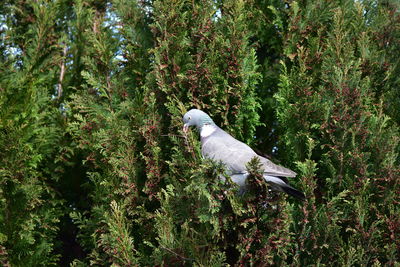 Bird perching on a tree