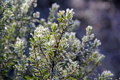 Close-up of flowering plant leaves