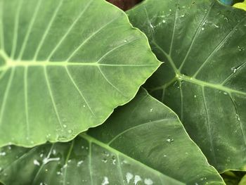 Close-up of wet leaves