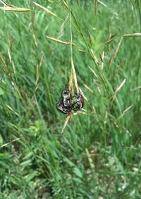 Close-up of insect on grass