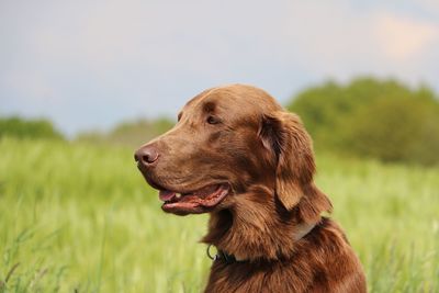 Dog looking away on field