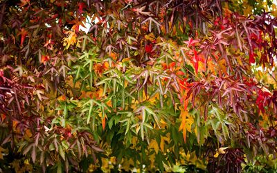 Close-up of maple tree