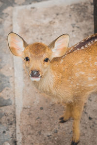 Portrait of deer