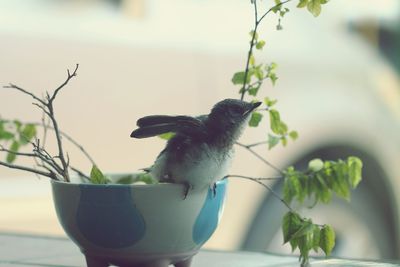 Close-up of bird perching on potted plant