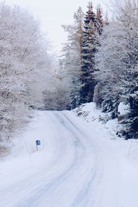 Snow covered trees along road