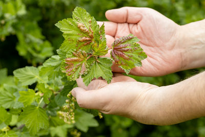 Close-up of hand holding plant