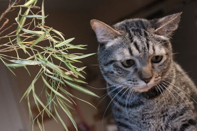 Close-up portrait of a cat